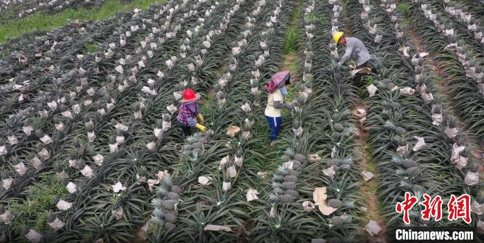 (走进中国乡村)广东电白台商的“凤梨甜蜜事业”